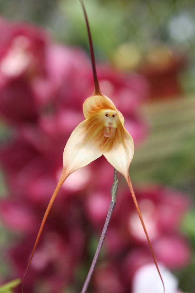 Majom Orchidea