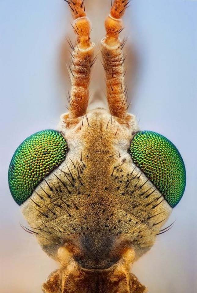 Makrofotók bogarakról