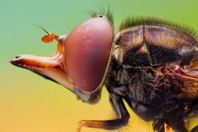 Makrofotók bogarakról