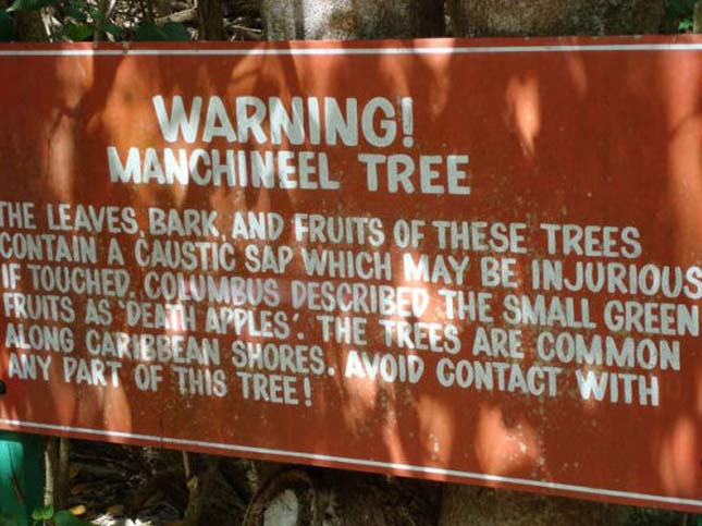 Manchineel-fa