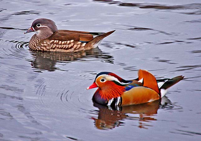 Mandarinréce