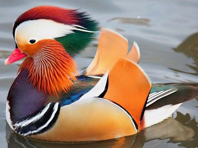Mandarinréce