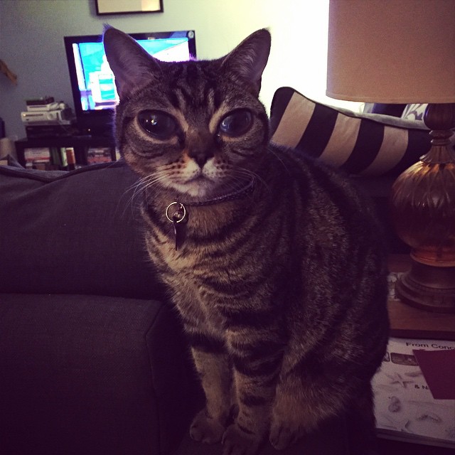 Matilda, az úfó szemű macska