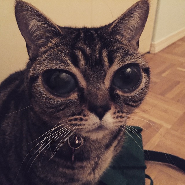 Matilda, az úfó szemű macska