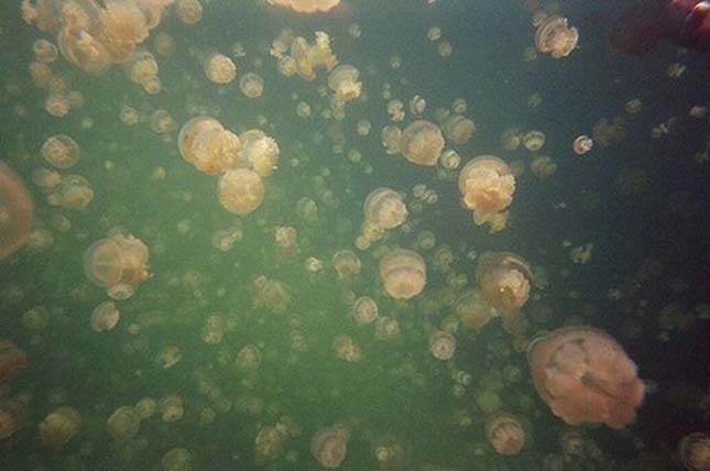 Medúza-tó