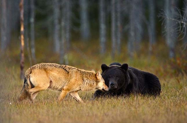 Medve és farkas barátsága