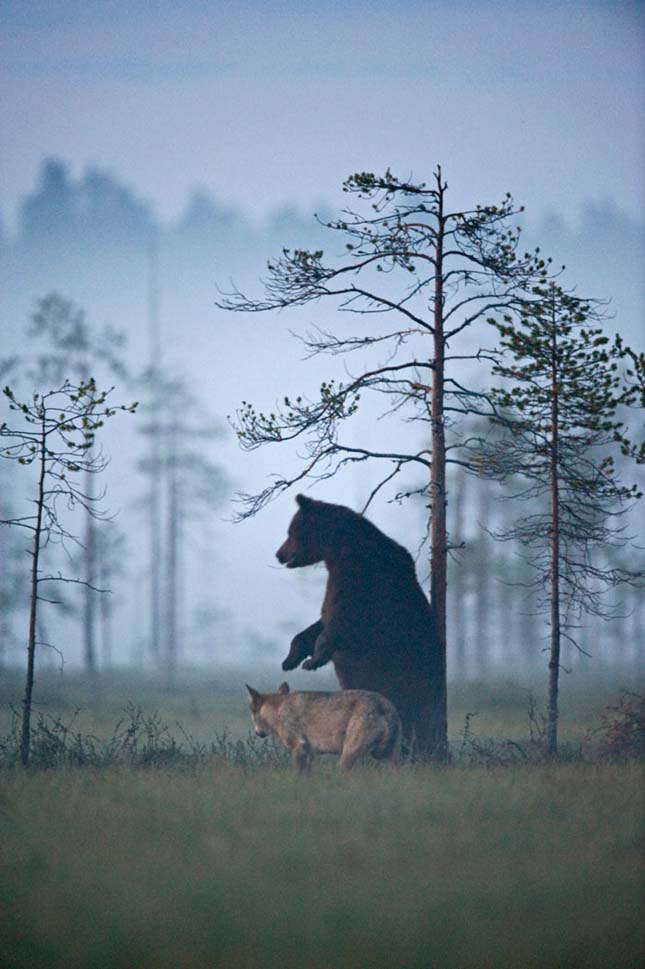 Medve és farkas barátsága