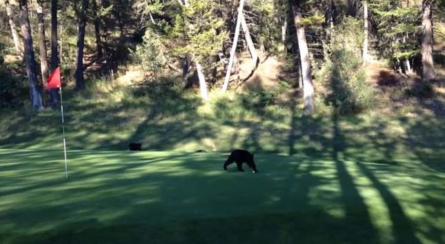 Medve a golfpályán