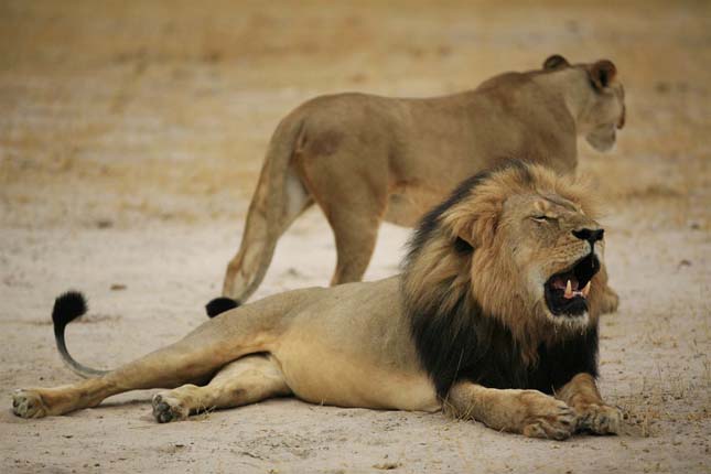 Megölték Afrika egyik legnagyobb elefántját