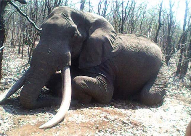 Megölték Afrika egyik legnagyobb elefántját