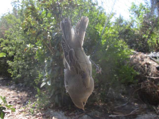 2 millió madarat öltek meg az orvvadászok Cipruson