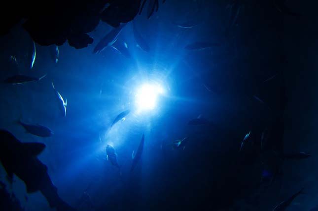 Mélytengeri élőlények