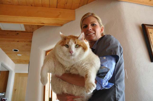 Meow, a legkövérebb macska