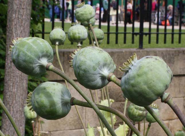 Alnwick Poison Garden, a világ legmérgezőbb kertje