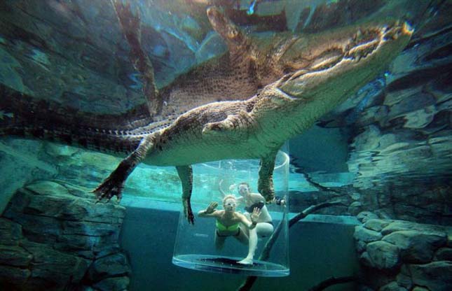 Merülés krokodilokkal