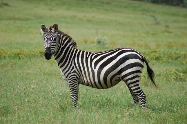 Zebra