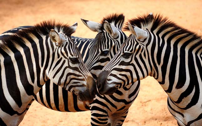 Zebra