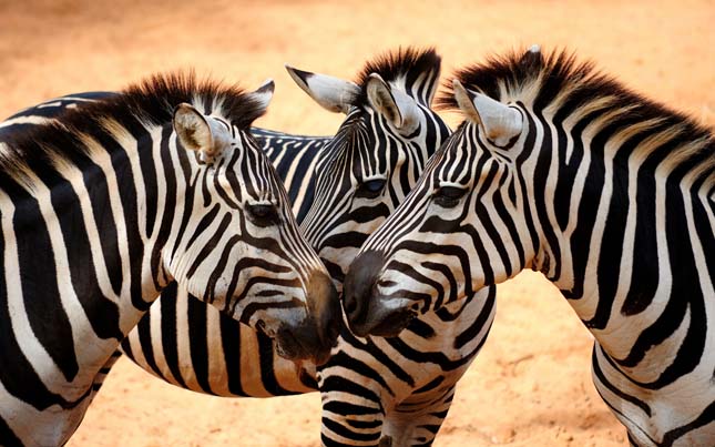 Zebra