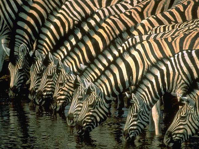 Zebra