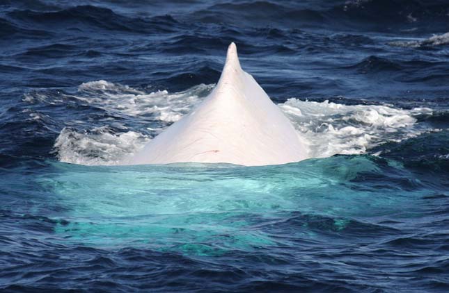 Migallo, az albínó púpos bálna