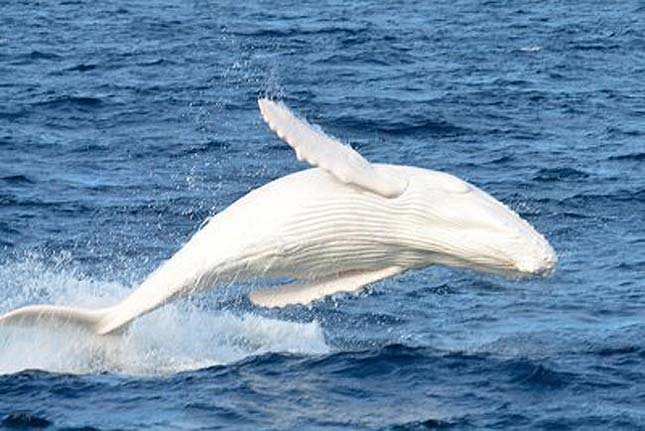 Migallo, az albínó púpos bálna