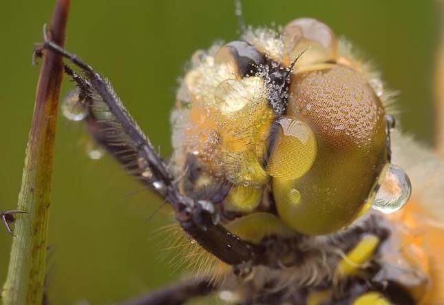 Apró rovar - A mikrokozmosz világa