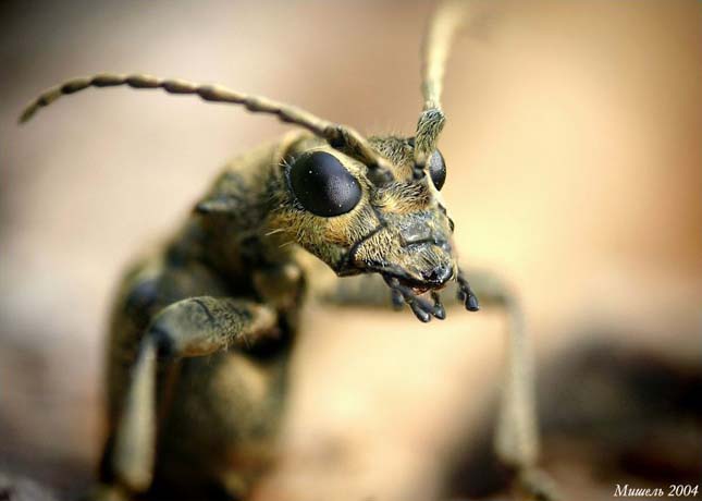 Apró rovar - A mikrokozmosz világa