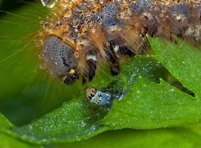 Apró rovar - A mikrokozmosz világa