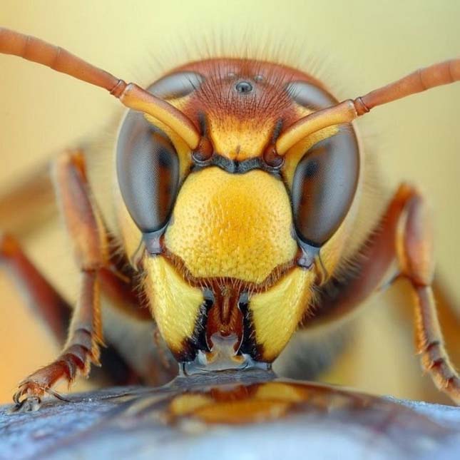 Apró rovar - A mikrokozmosz világa