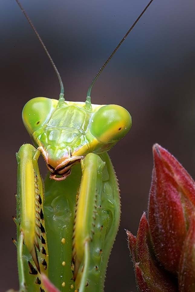 Apró rovar - A mikrokozmosz világa