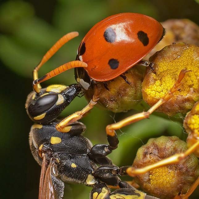 Apró rovar - A mikrokozmosz világa