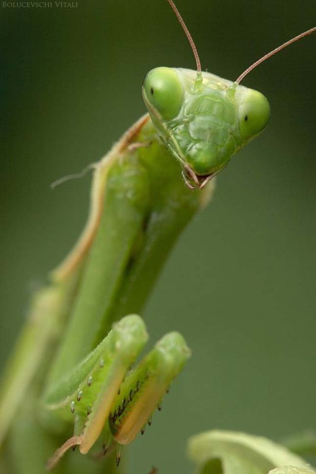 Apró rovar - A mikrokozmosz világa