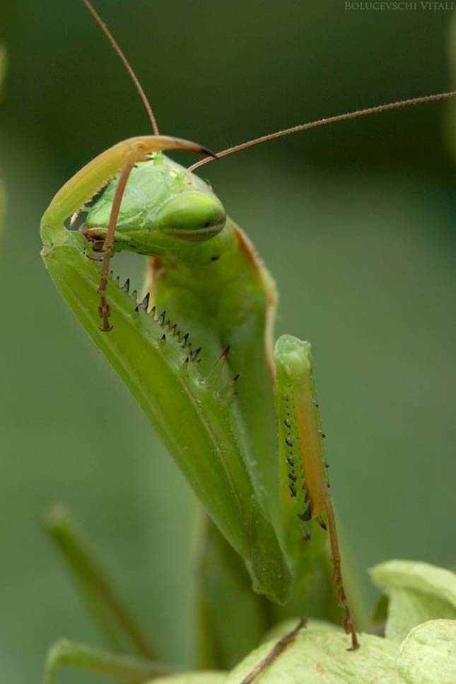 Apró rovar - A mikrokozmosz világa