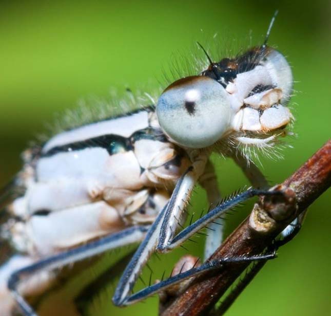 Apró rovar - A mikrokozmosz világa