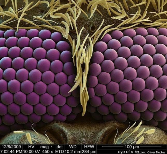 Mikroszkópikus élőlények