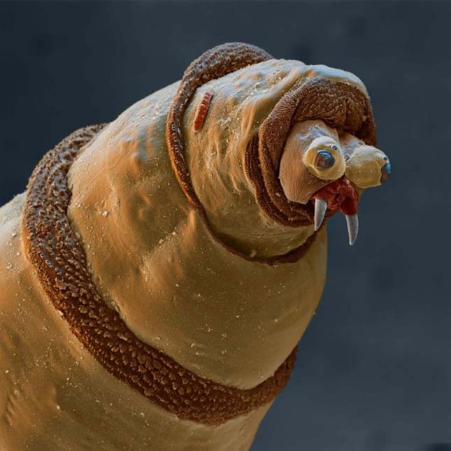 Mikroszkópikus élőlények