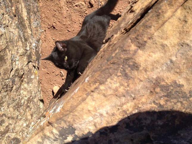 Millie, a hegymászó macska