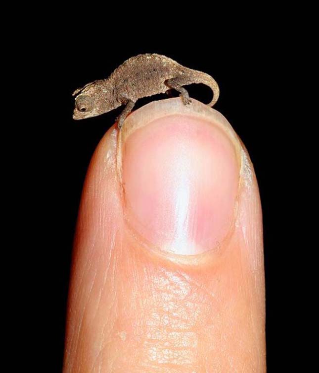 A világ legkisebb kameleonja