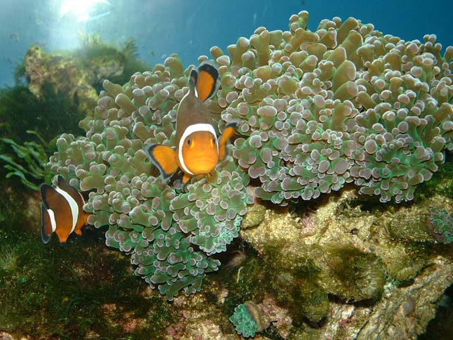 A Nagy-korallzátony