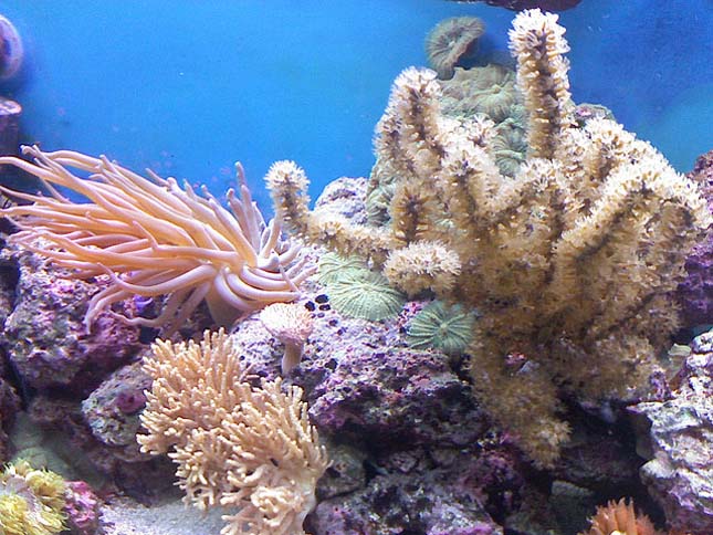 A Nagy-korallzátony
