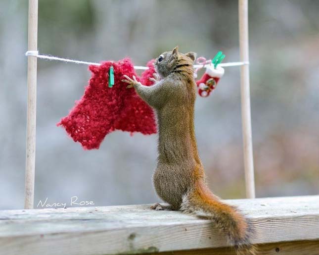Nancy Rose mókusokról készült fotói