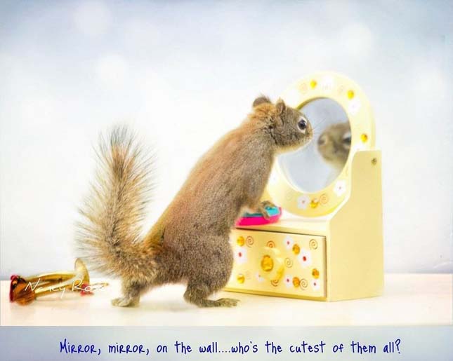 Nancy Rose mókusokról készült fotói