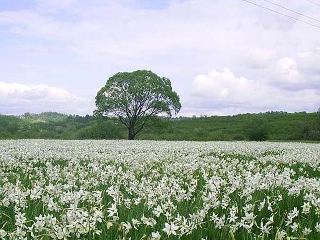 Nárciszok völgye, Kárpátalja