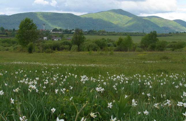 Nárciszok völgye, Kárpátalja