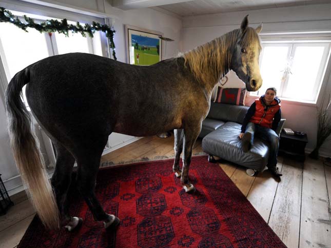 A házban élő ló