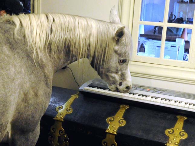 A házban élő ló