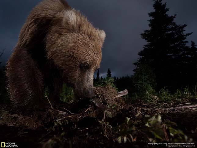 National Geographic fotóverseny