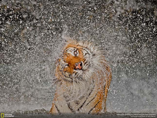 National Geographic fotóverseny