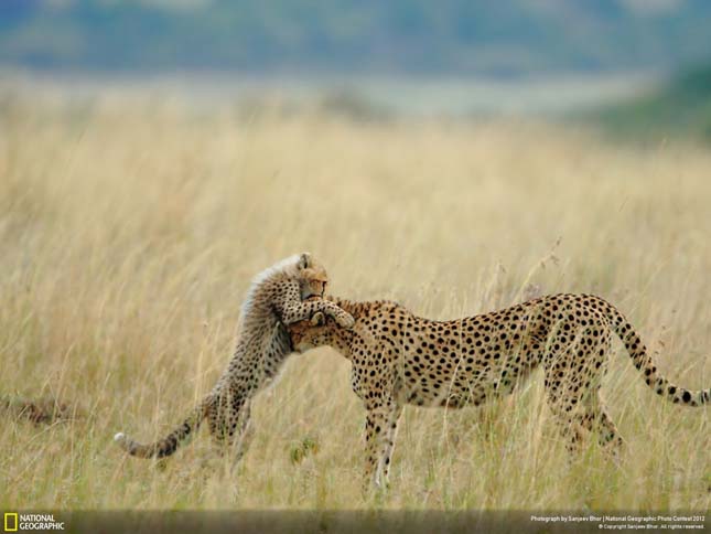 National Geographic fotóverseny