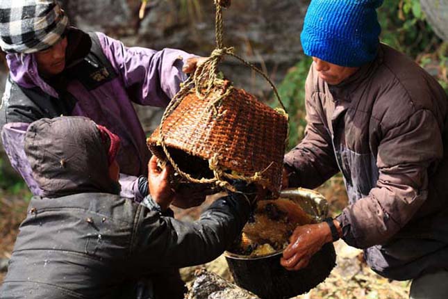 Nepáli mézvadászok